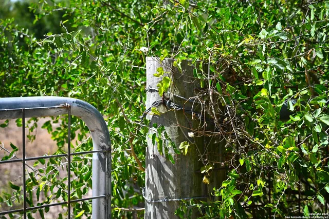 a view of a yard with plants and large trees