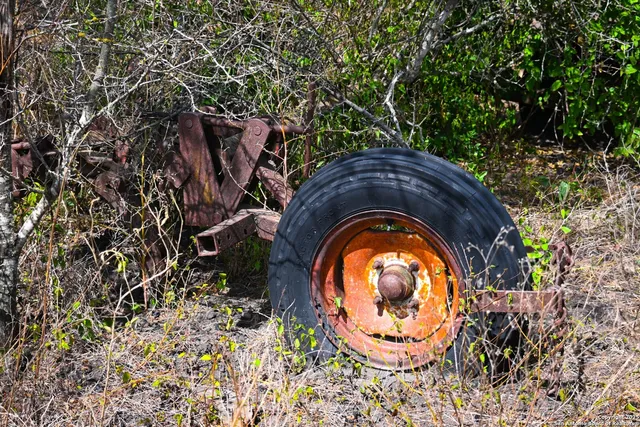 a view of a yard with plants