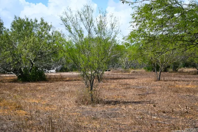 a view of a yard with plants and trees