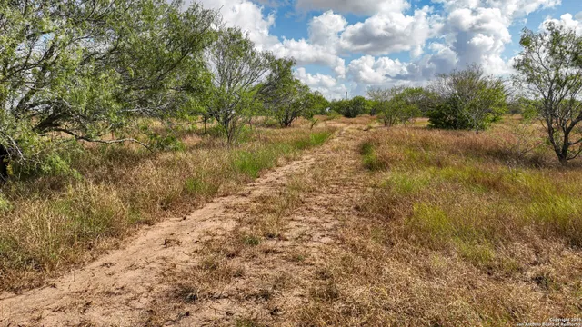 a view of a yard with a tree