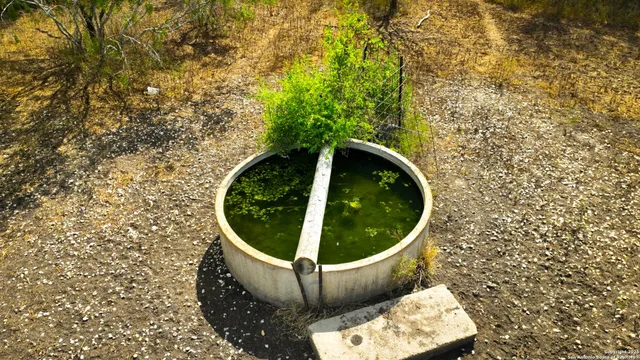 a view of a garden with plants and large trees