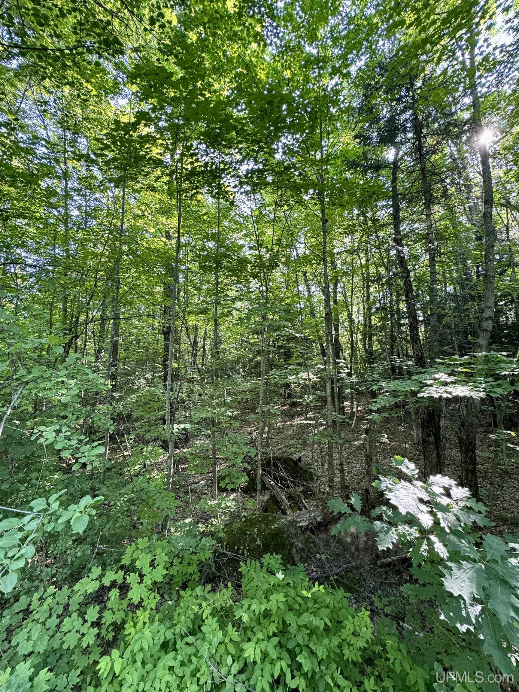 Tbd Dog Patch Road Lanse, MI 49946 - Photo 7 of 8 Gallery Image 7