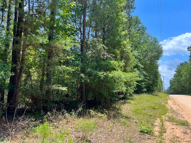 a view of a yard with plants and large trees