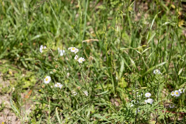 a view of a lush green plant