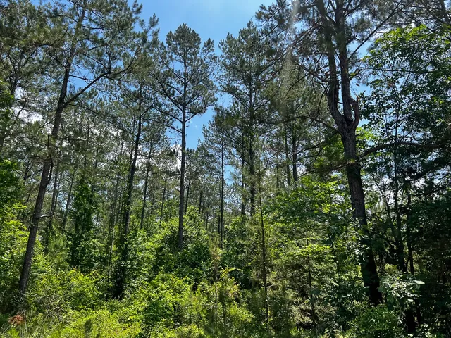 a view of a forest with lots of trees