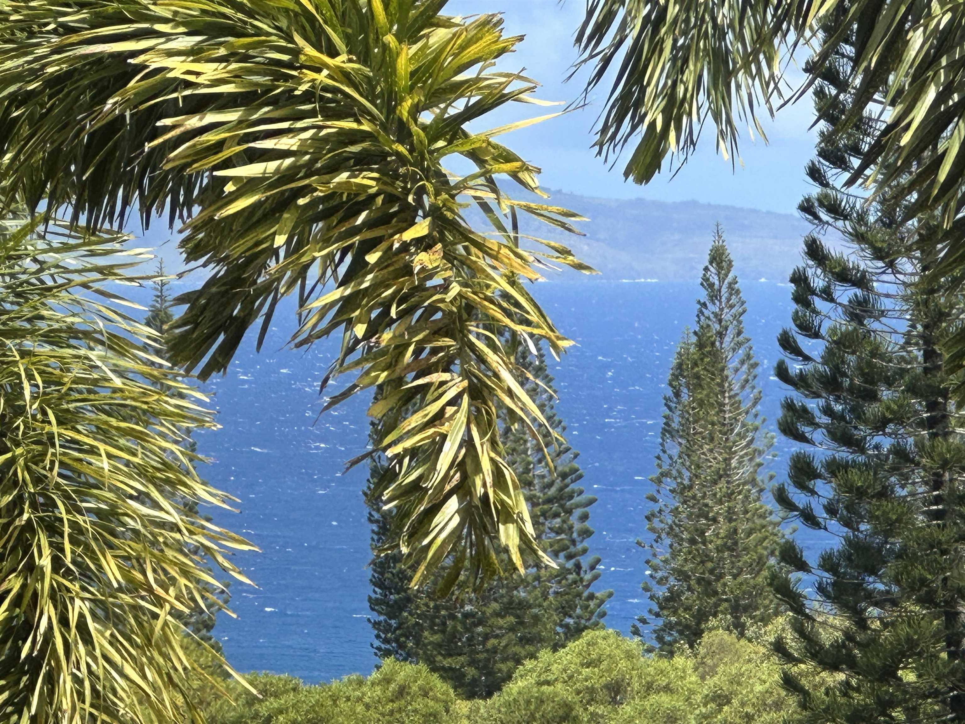 215 Plantation Club Drive Lahaina, HI 96761 - Photo 46 of 50 a close up of a plant in a garden