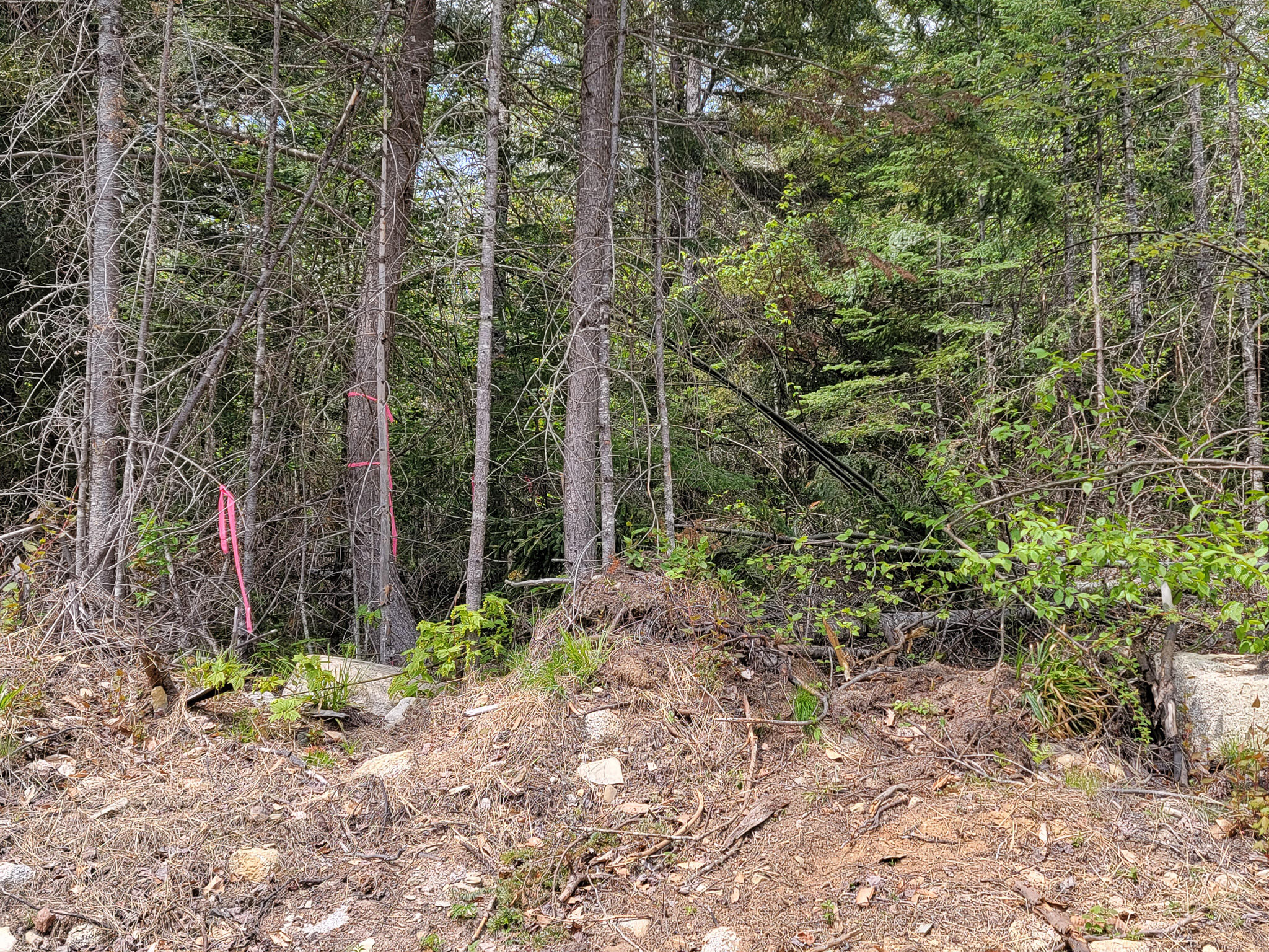 Tbd Tbd Cobb Cove Road Lincoln, ME 04457 - Photo 12 of 14 20230515_125518