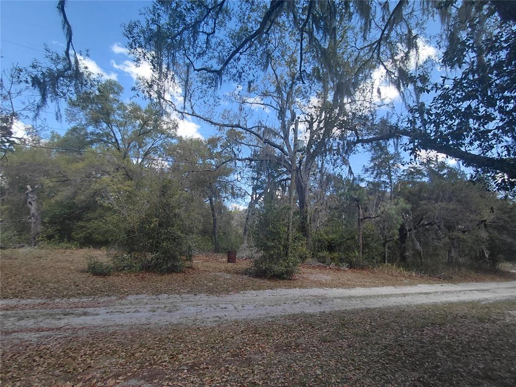 12139 Rutherford Lane Hudson, FL 34669 - Photo 5 of 11 a view of dirt yard with a large tree