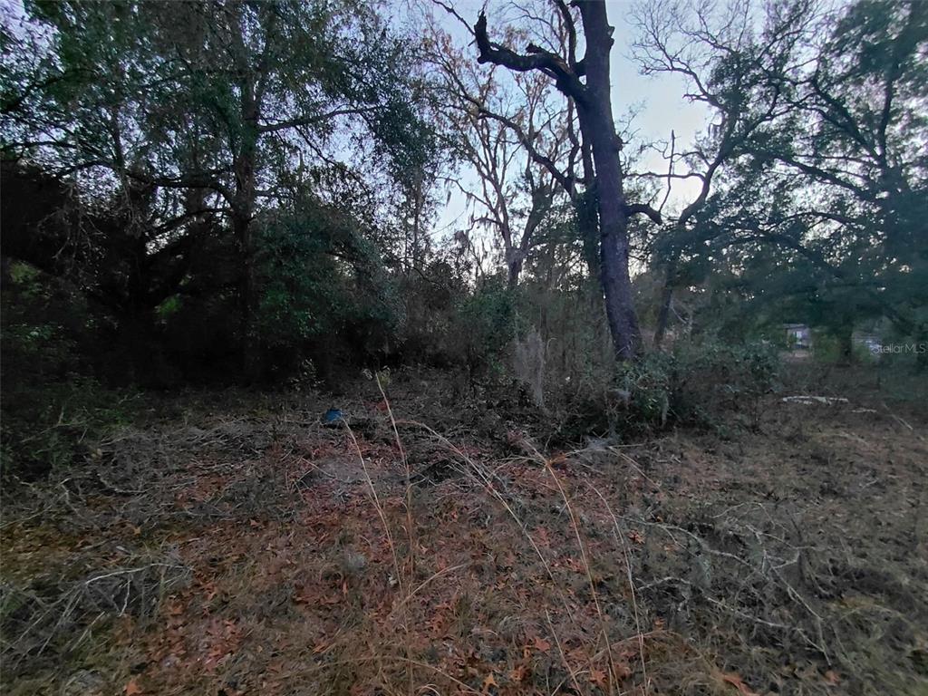 12139 Rutherford Lane Hudson, FL 34669 - Photo 6 of 11 a view of a forest with trees in the background