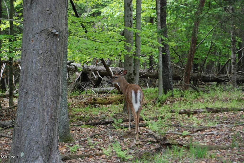 927 Hibernation Road Lake Ariel, PA 18436 - Photo 9 of 14