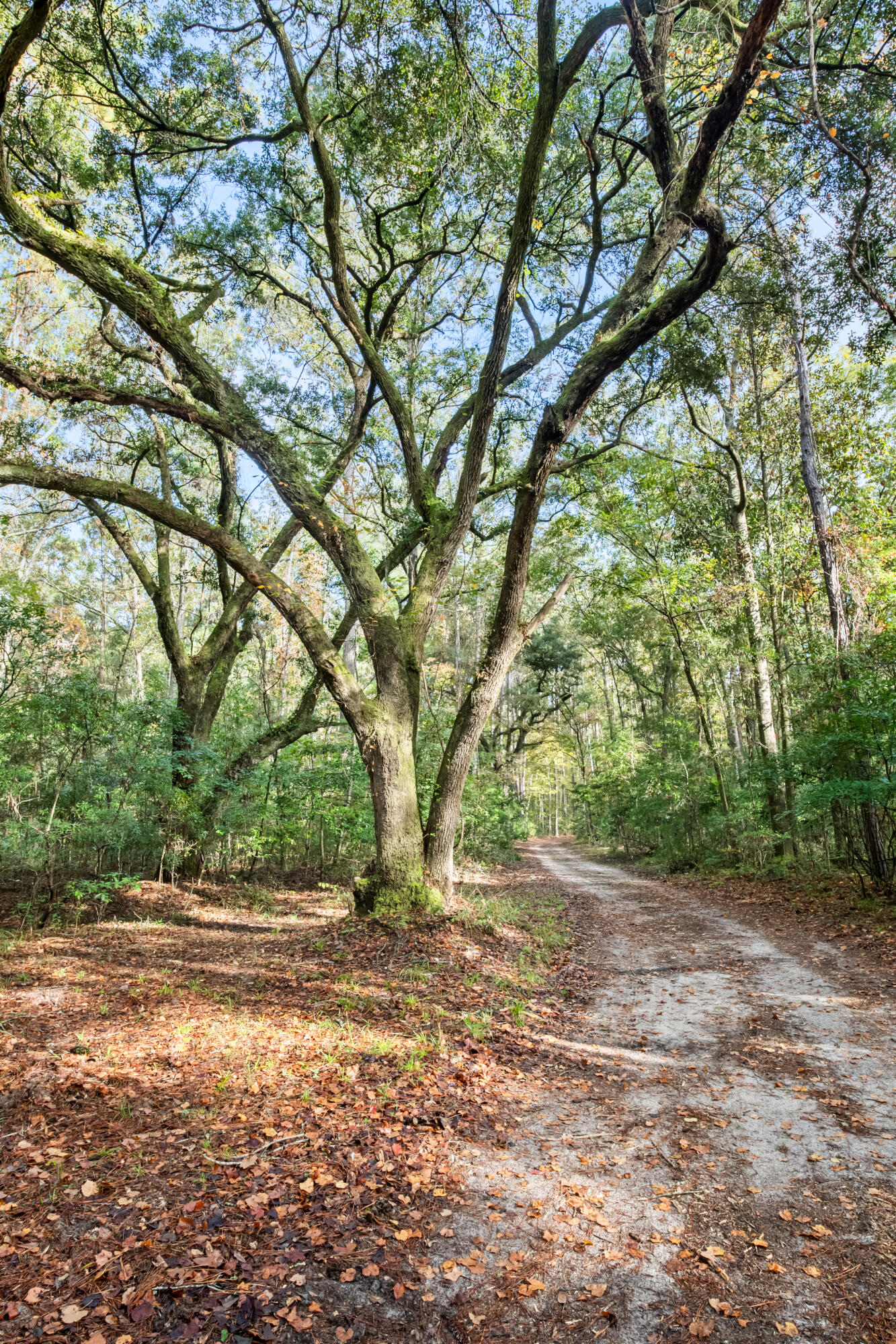 527-acres Spring Grove Road Adams Run, SC 29426 - Photo 29 of 44 HFL_OSBORNE TRACT-14