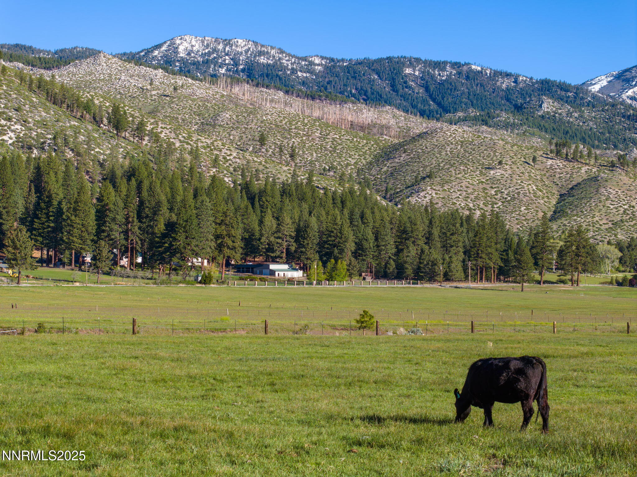 5 Franktown Road Washoe Valley, NV 89704 - Photo 8 of 17 a view of large trees with a big yard