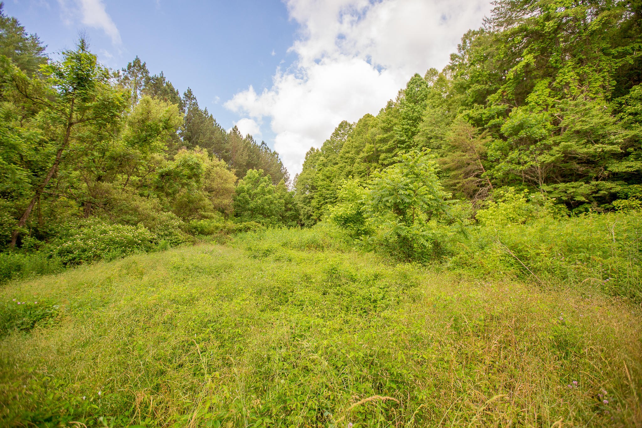 388 Greasy Creek Road Reliance, TN 37369 - Photo 13 of 21 Gallery Image 13