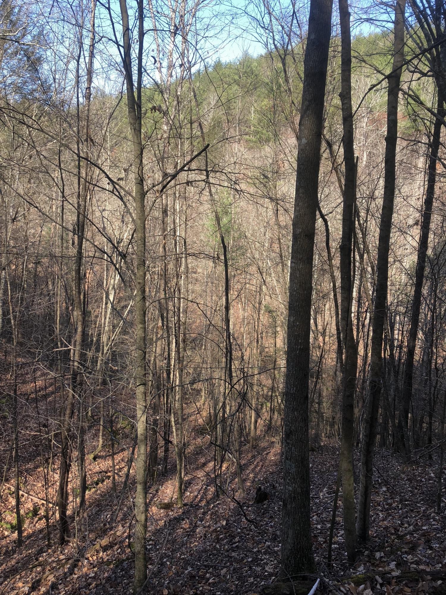 388 Greasy Creek Road Reliance, TN 37369 - Photo 18 of 21 Gallery Image 18