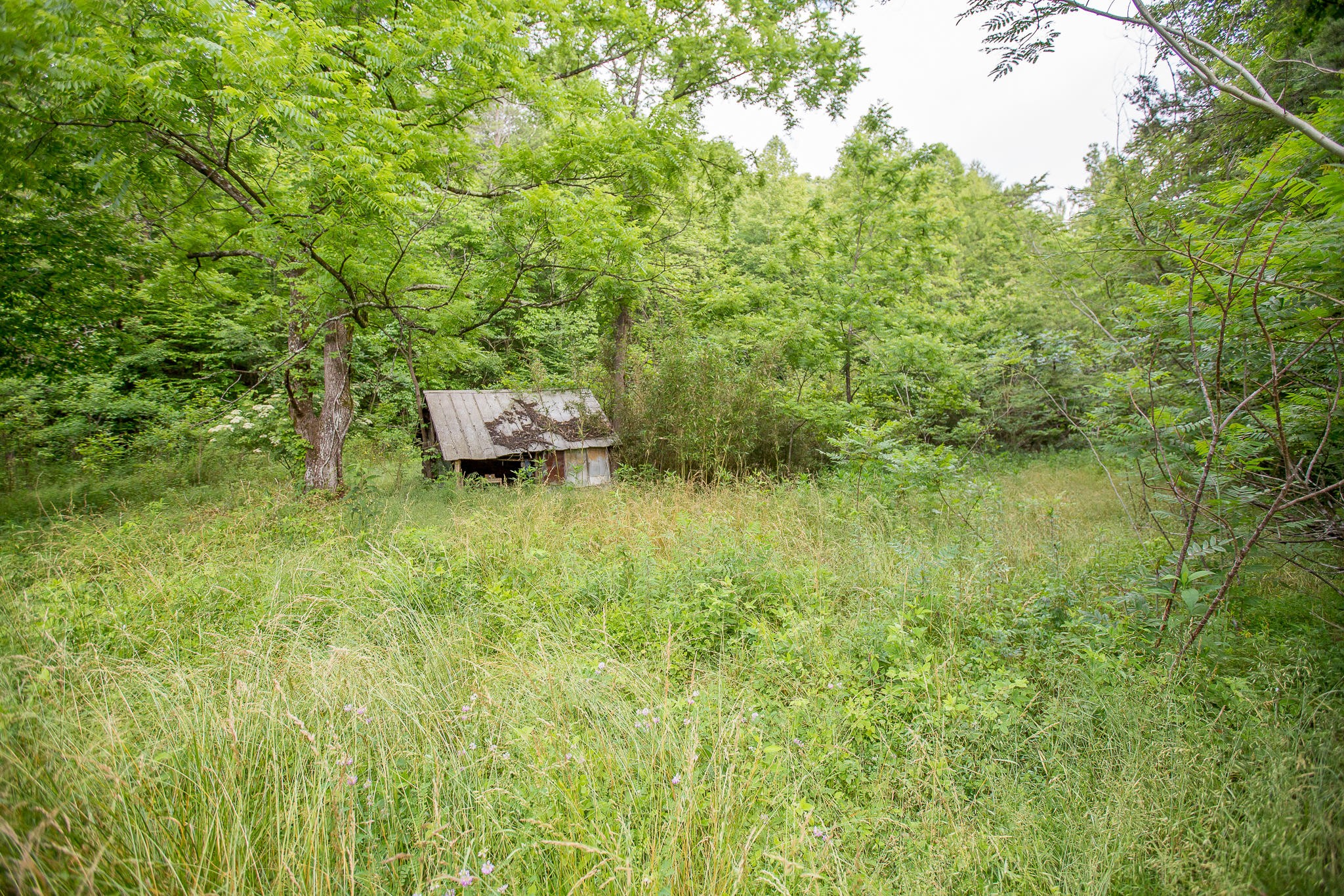 388 Greasy Creek Road Reliance, TN 37369 - Photo 19 of 21 Gallery Image 19