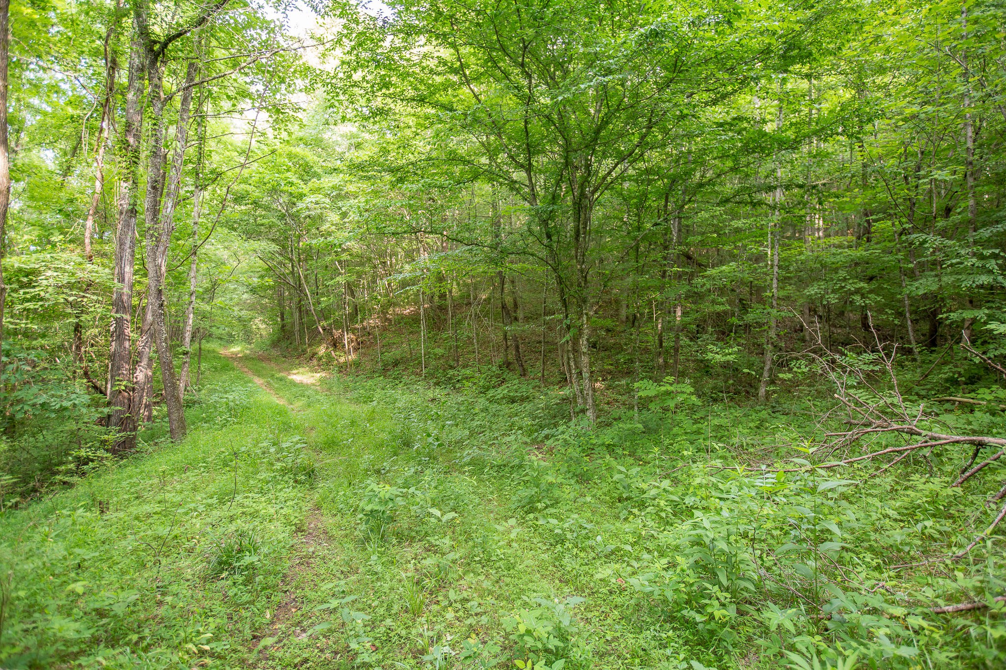 388 Greasy Creek Road Reliance, TN 37369 - Photo 10 of 21 Gallery Image 10