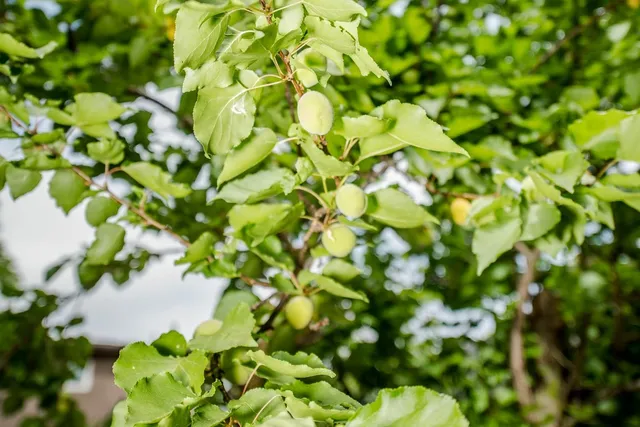 $825,000 | 10 Palm Avenue, Woodland, CA 95695