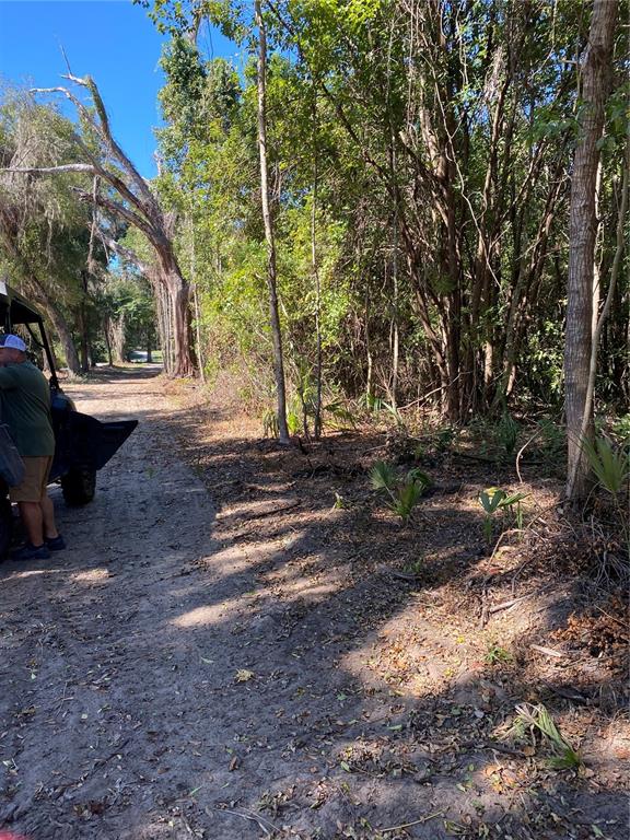 0 Northwest 185th Street Citra, FL 32113 - Photo 3 of 9 a view of a yard with large trees
