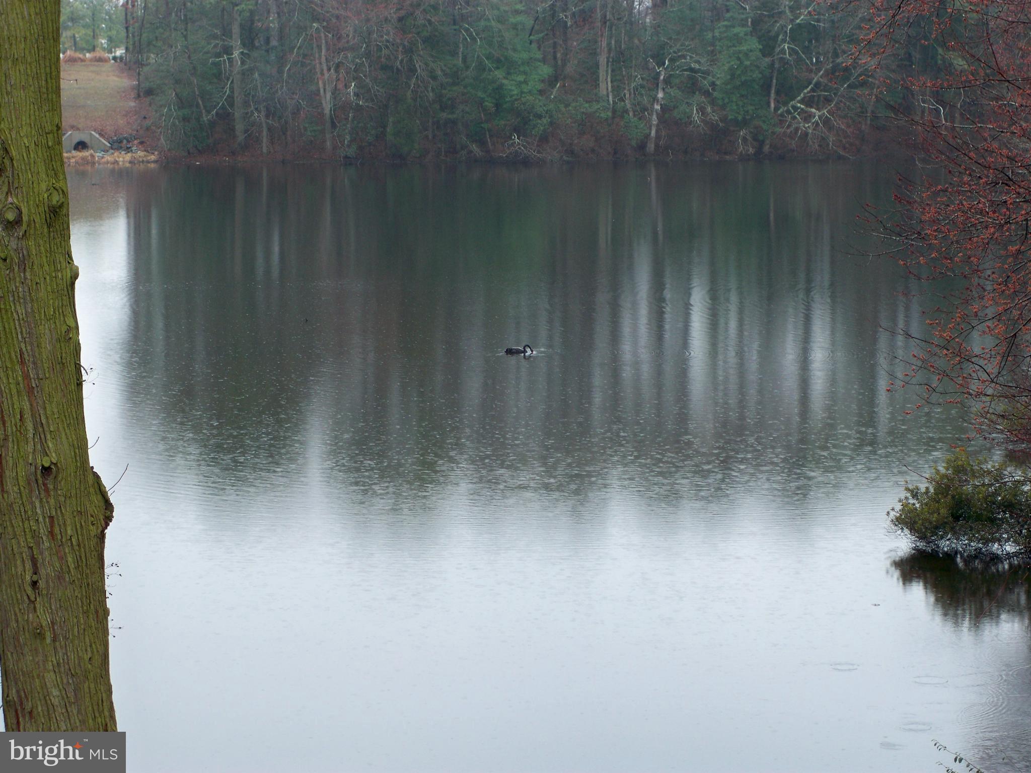 1104 Granbys Run Salisbury, MD 21804 - Photo 78 of 87 black swan on the pond