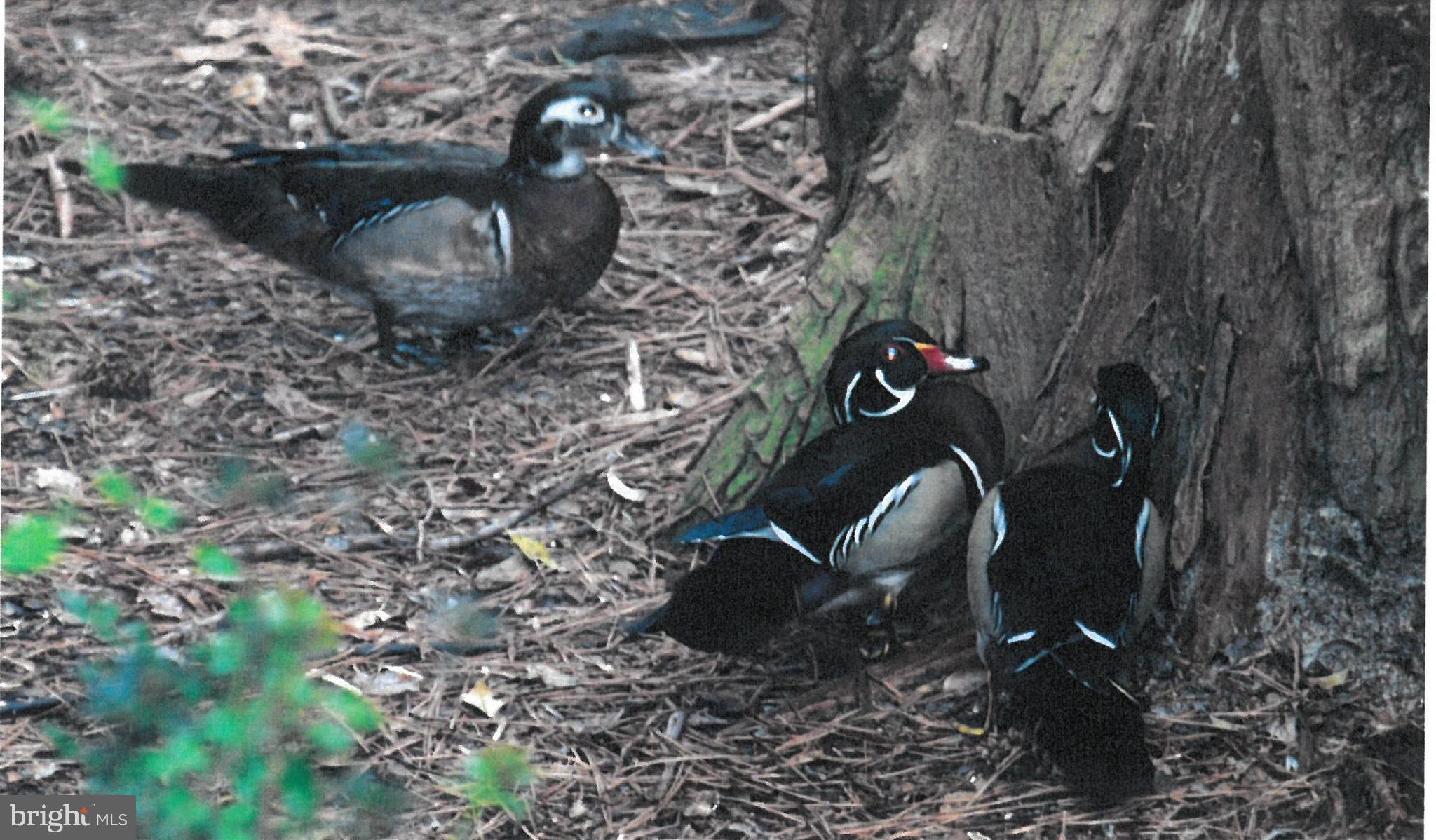 1104 Granbys Run Salisbury, MD 21804 - Photo 82 of 87 rare wood duck
