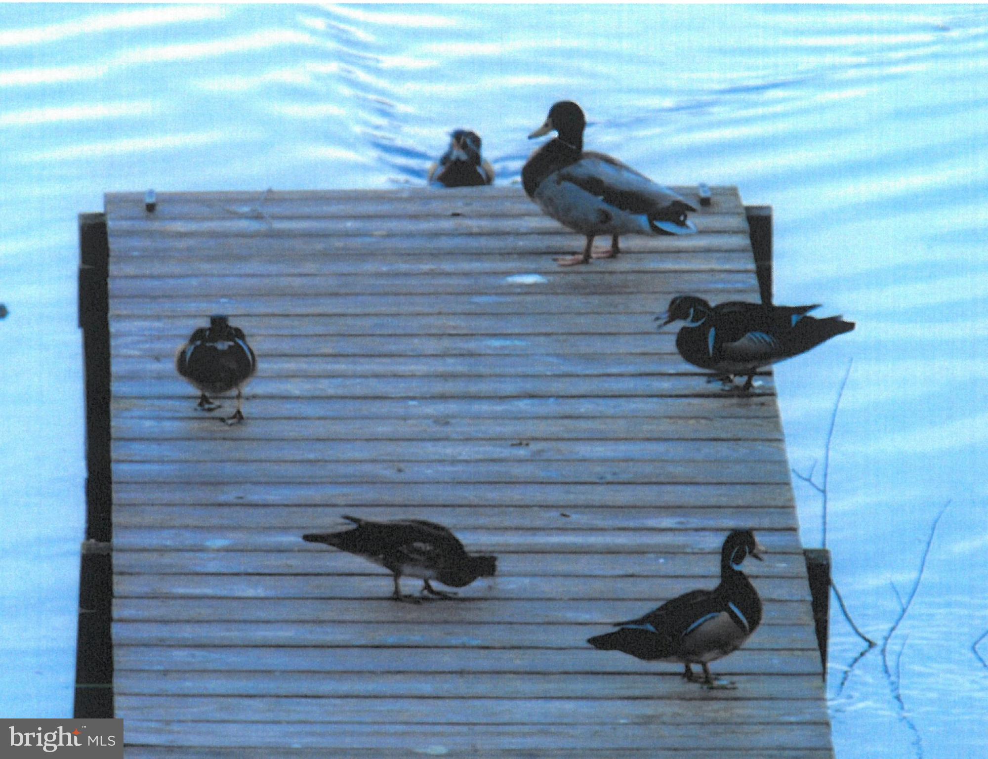 1104 Granbys Run Salisbury, MD 21804 - Photo 86 of 87 5 wood ducks on dock