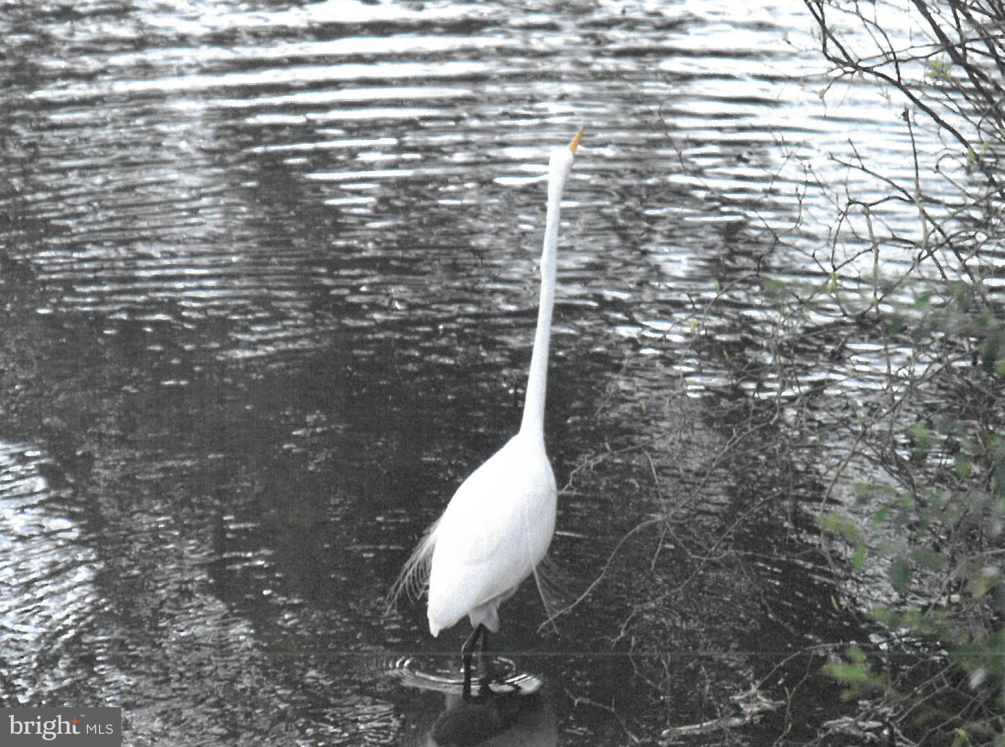 1104 Granbys Run Salisbury, MD 21804 - Photo 87 of 87 egret