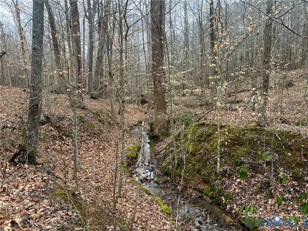 a close up of a plant