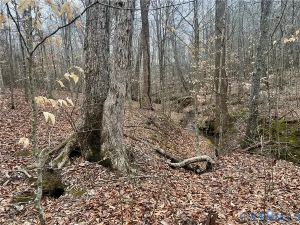 a view of a yard with plants and trees