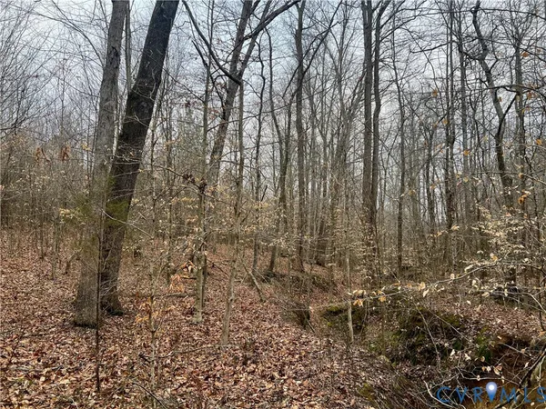 a close up of a plant