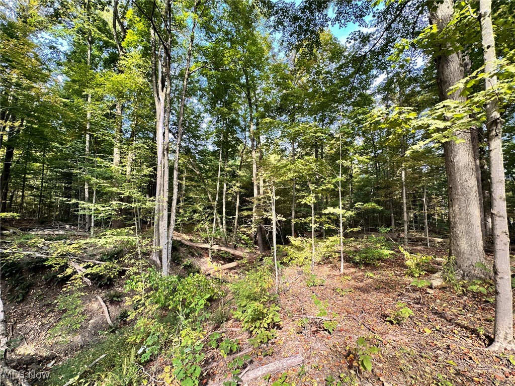 8145 Chagrin Road Chagrin Falls, OH 44023 - Photo 36 of 40 View of wooded area