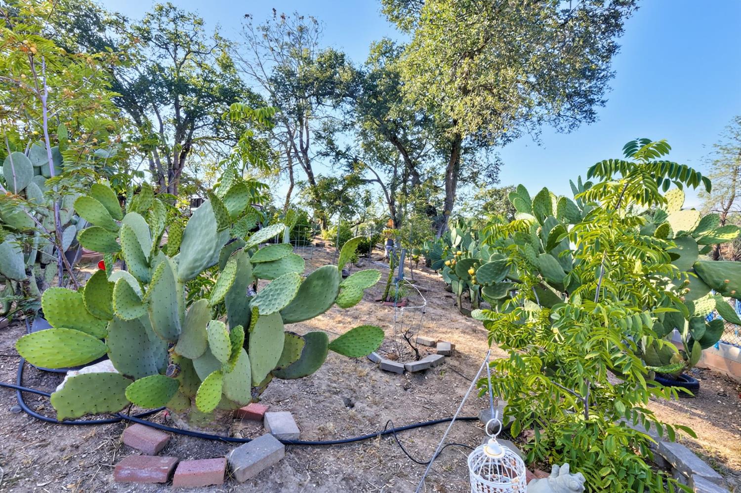 5263 Chile Camp Road Campo Seco X, CA 95226 - Photo 18 of 24 a backyard of a house with lots of green space