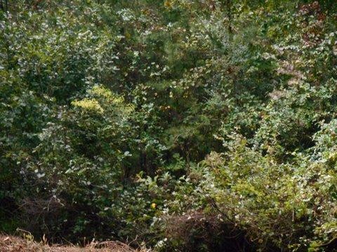 1055 Cty Road Higdon, AL 35979 - Photo 17 of 24