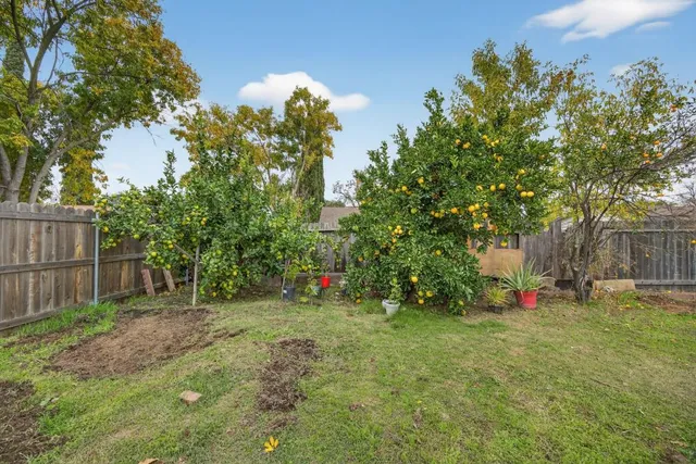 a view of a park with large trees