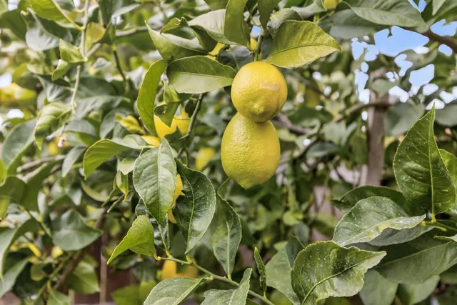 a picture of a book and a bed