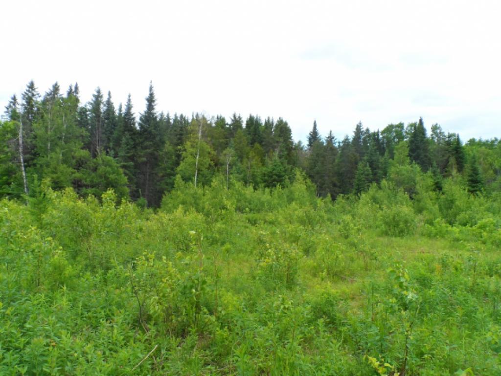 Lot 20 Gray Road Colebrook, NH 03576 - Photo 4 of 16