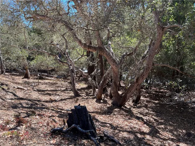 a view of a tree in a yard