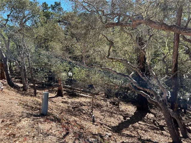 a view of path along with trees