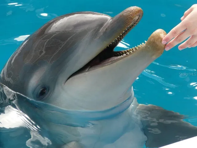 a view of a yard with an ocean view