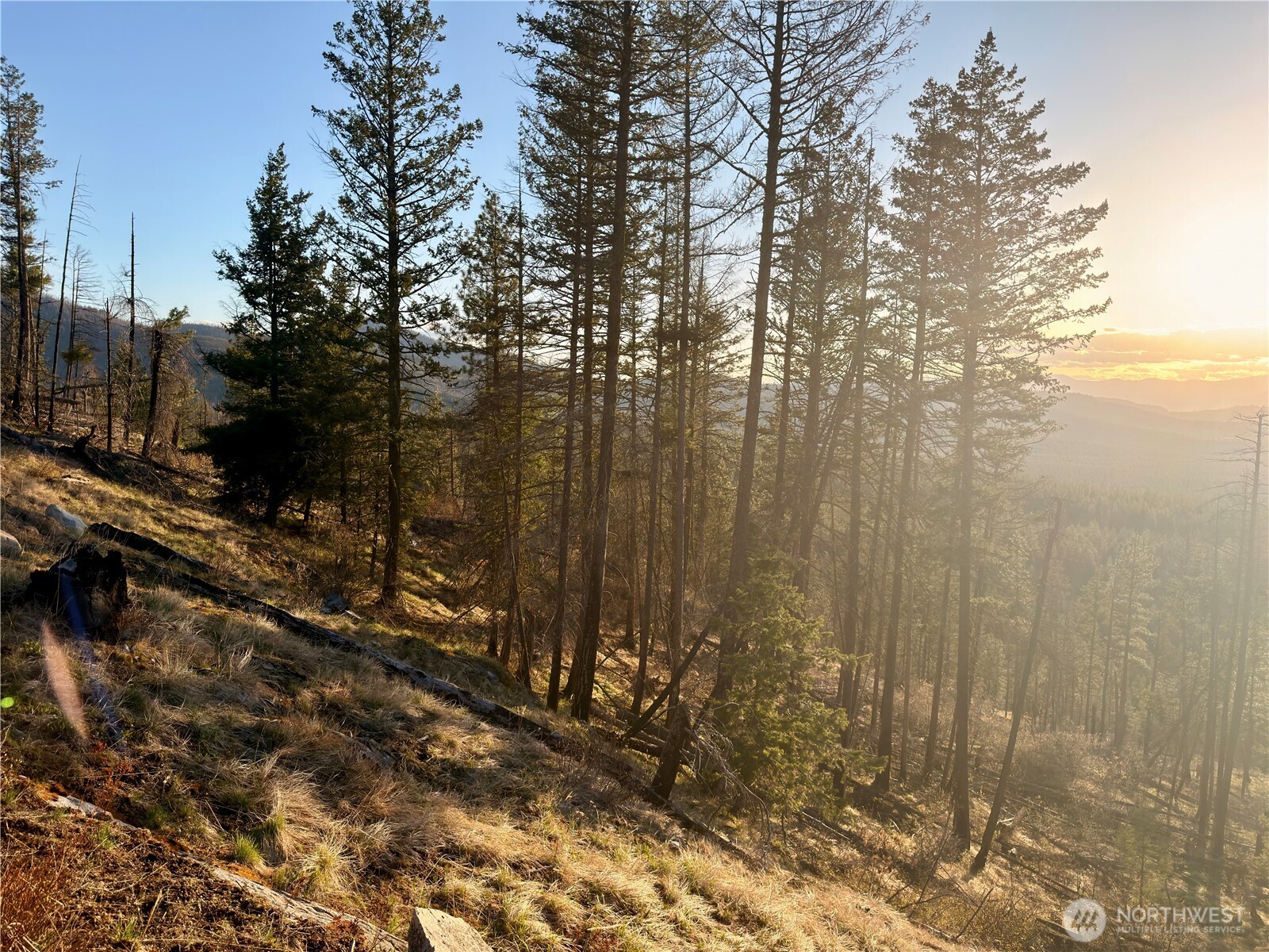 32-1 Twin Creeks Ranch Riverside, WA 98849 - Photo 8 of 28 a view of a forest with trees in the background