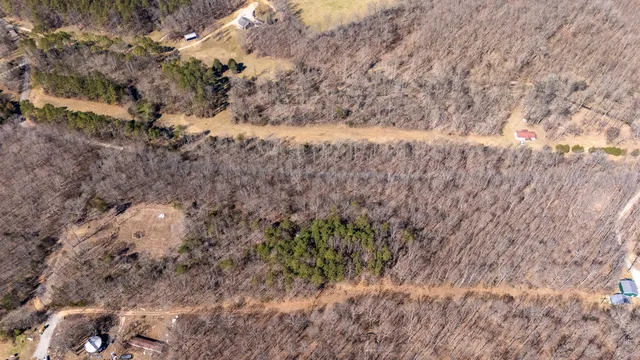 a plant with lots of green trees