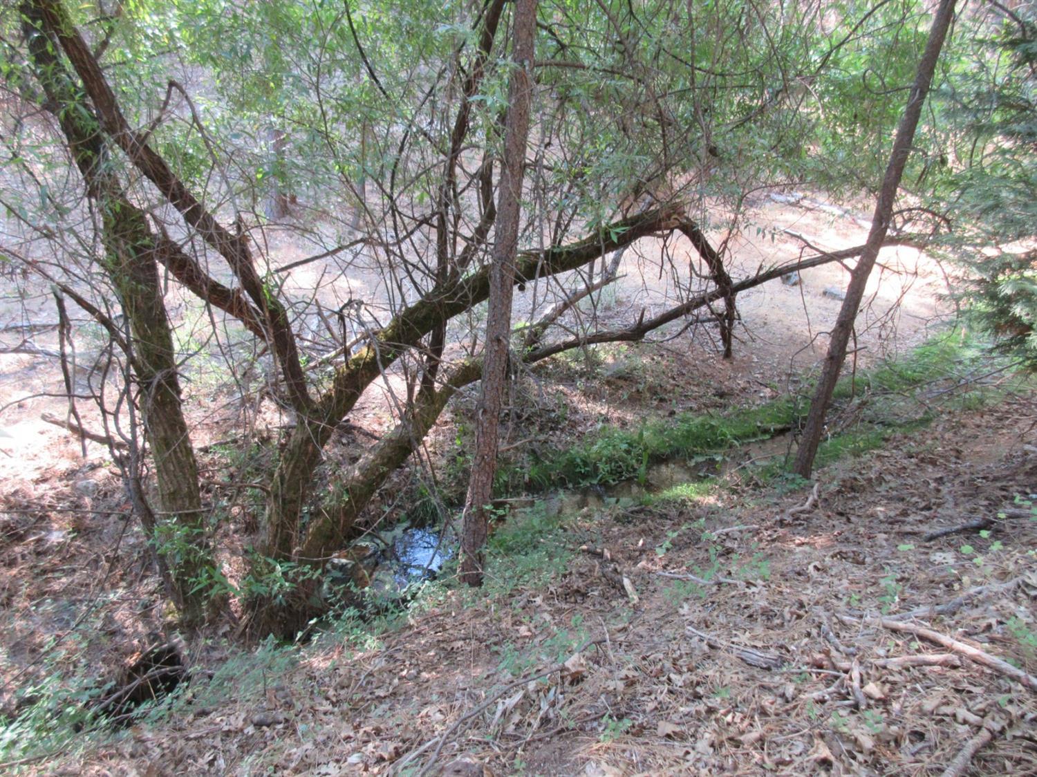 26355 Barb Wire Lane Colfax, CA 95713 - Photo 12 of 43 a view of a forest
