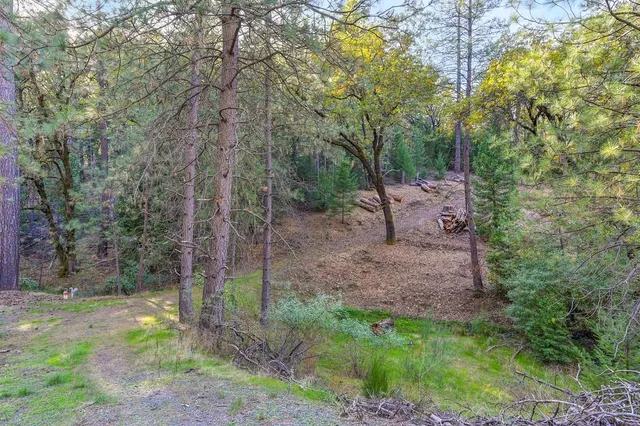 a view of a forest with a trees