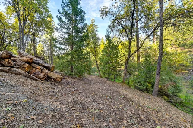 a view of a forest with trees in the background