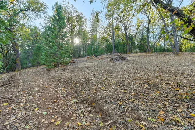 a view of a forest with trees in the background
