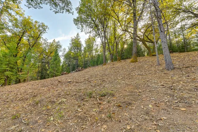 a view of a yard with trees