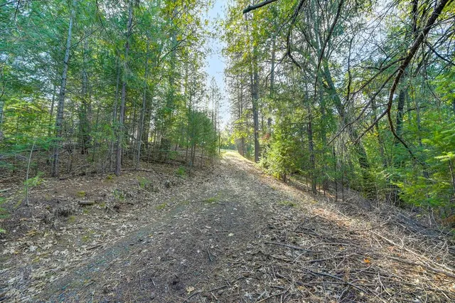 a view of a forest with trees in the background