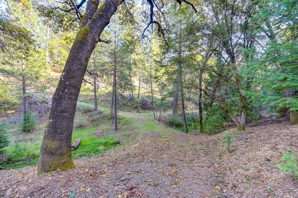 26355 Barb Wire Lane Colfax, CA 95713 - Photo 5 of 43 a view of a trees in a yard