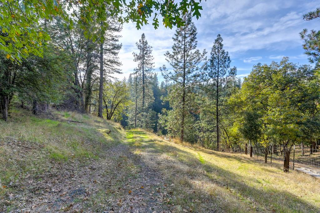 26355 Barb Wire Lane Colfax, CA 95713 - Photo 8 of 43 a view of a yard with trees in the background