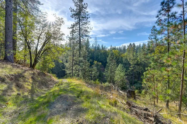 a view of a yard with a tree