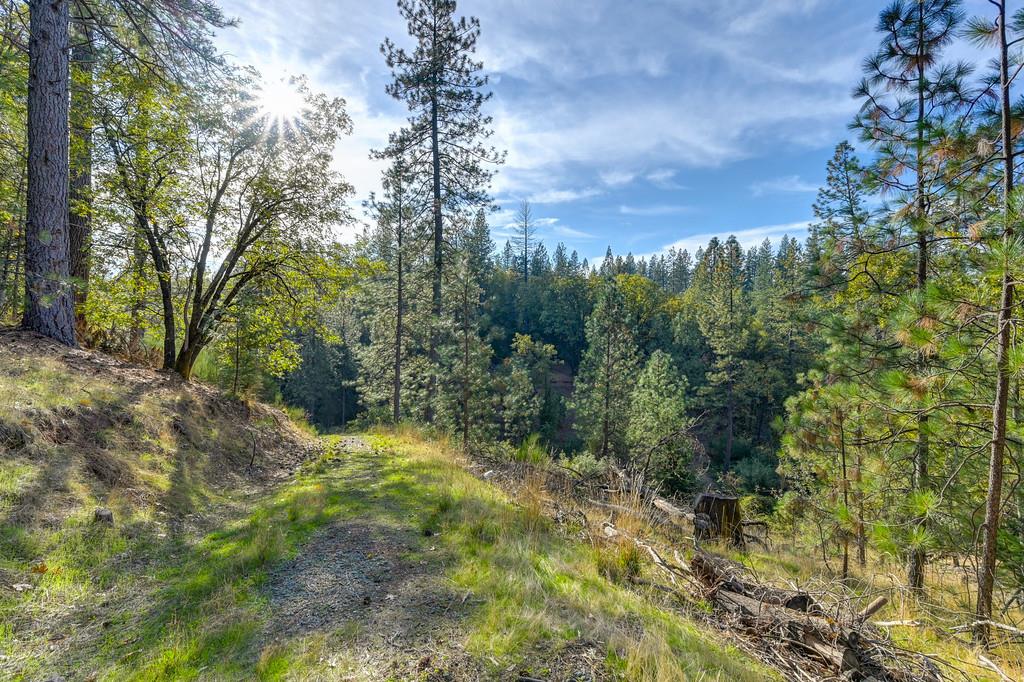 26355 Barb Wire Lane Colfax, CA 95713 - Photo 9 of 43 a view of a yard with a tree